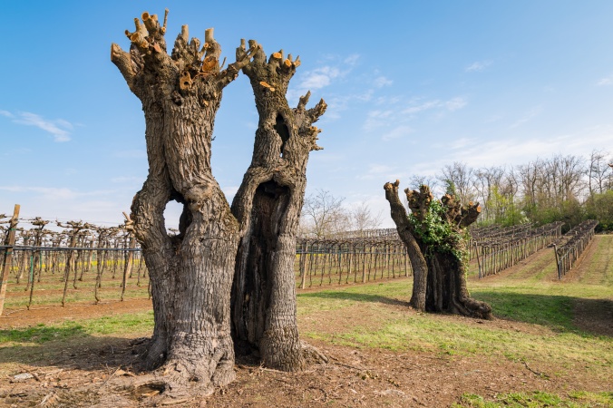 Old gnarled and twisted mulberry trees.